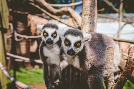 Lemurs at Wild Zoological Park, Halfpenny Green